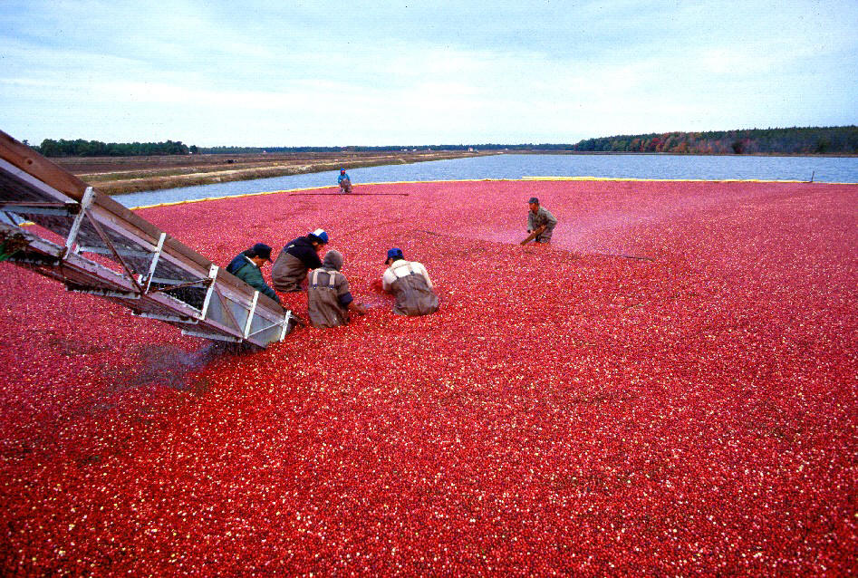 But putting on waders and standing in a cranberry bog is on my bucket list.
