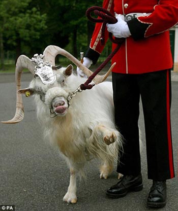 billy-the-goat_royal_salute
